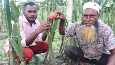 dragon-fruit-grower-pirojpur.jpg