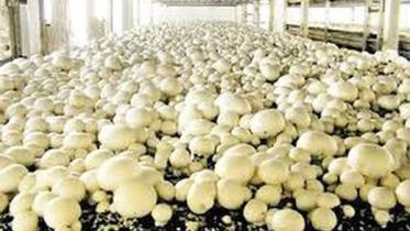 mushroom-farmers-jashore-loss.jpg