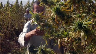 afghanistan-cannabis-farming-ap.jpg