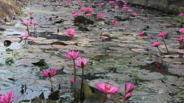 water-lilies-kalyanpur-chapainawabganj.jpg