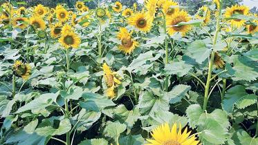 sunflower-cultivation.jpg