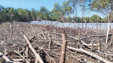 Cox's-bazar-mangrove-forest
