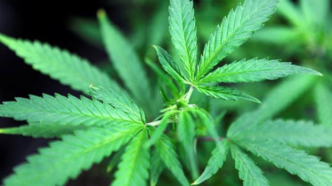 cannabis-marijuana-reuters