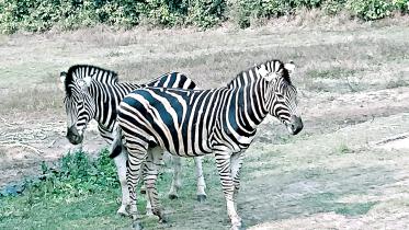 zebra.jpg