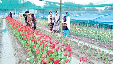Tulip Cultivation