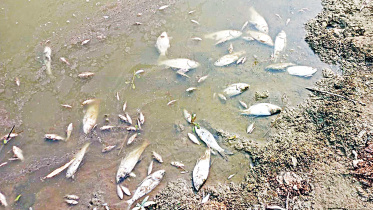 miscreants poisoned fish to death in a pond