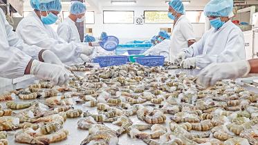 shrimp-1.jpg