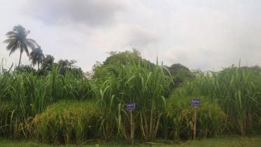 cultivating paddy as co-crop with sugarcane