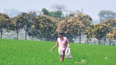Fertiliser Supply crisis