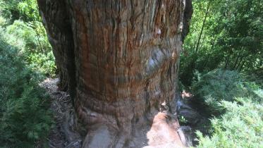 oldest_tree.jpg