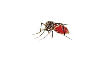  dengue case in Bangladesh