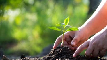 hands-planting-tree_56296-23.jpg