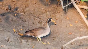masked-finfoot-sundarban-bangladesh-endangered.jpg