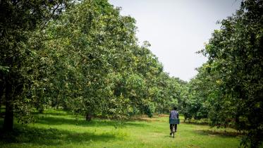 The mango garden in Chapai Nawabganj