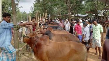 cattle-markets-kutupalong-ukhiya-teknaf.jpg