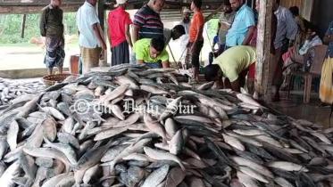Hilsa Fish Price