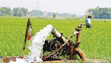Cultivation of Aman Paddy in Chattogram