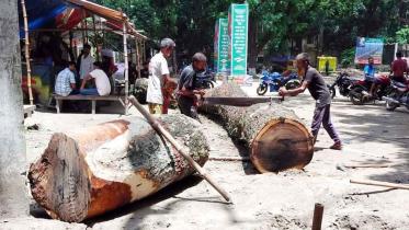 tangail-municipality-felling-trees-1.jpg