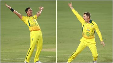 starc-zampa.jpg