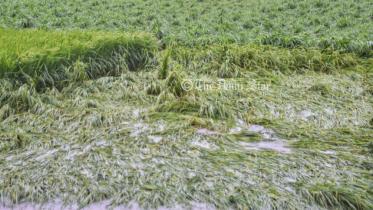 Cyclone Sitrang damage Aman paddy