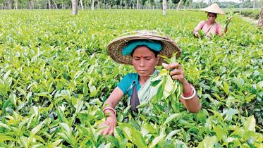 tea_garden_workers_mintu_deshwara_30112022_6860_afi.jpg