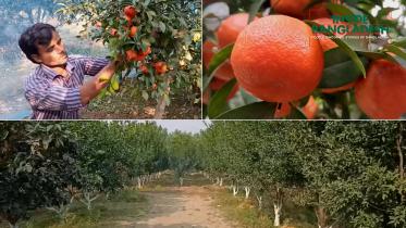 Locally grown foreign fruits bringing success to Ekramul