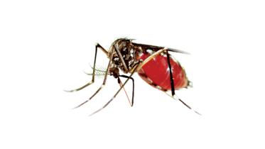 dengue.jpg