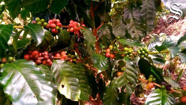 Coffee cultivation 