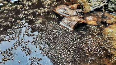 Mosquitoes invade Khulna