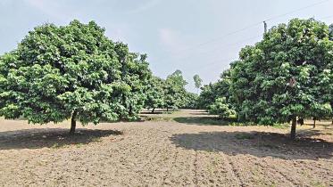  Litchi cultivation