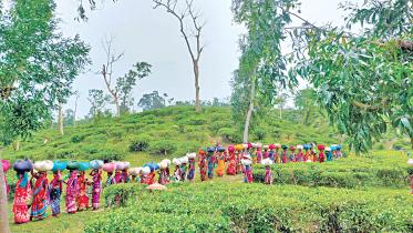 tea production