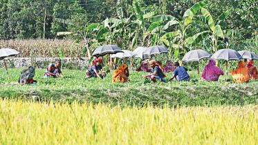 summer vegetables growth