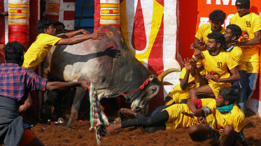 bull taming