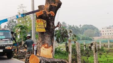 tangail-aricha-highway-tree-felling-1.jpg