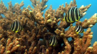 butterflyfish_bay_of_bengal_1.jpg
