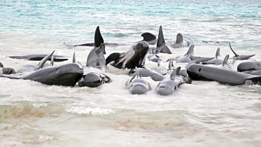 whales-dead-stranding-australia.jpg