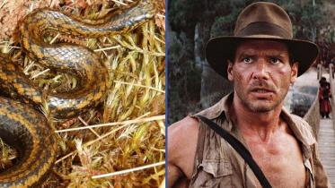 snake_species_named_after_harrison_ford.jpg