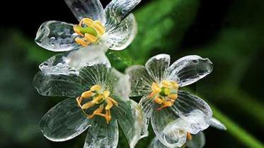 transparent-skeleton-flowers-in-rain-diphylleia-grayi-fb_700.jpg