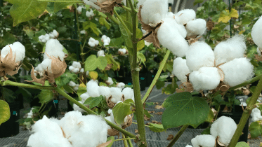 bangladesh-adopts-gm-cotton.gif