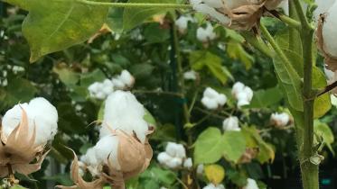 genetically-modified_cotton_bt_cotton.jpg