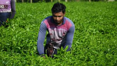 tea_harvesting_in_tetulia