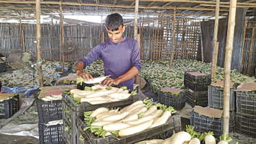 Radish vegetable Bogura 