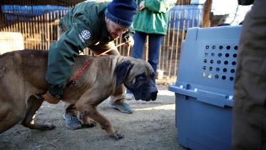 2023-11-17t075232z_1230934765_rc2ue4awj1ph_rtrmadp_3_southkorea-dogs.jpg