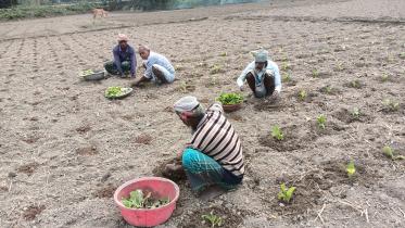 tobacco-cultivation-lalmonirhat-1.jpg