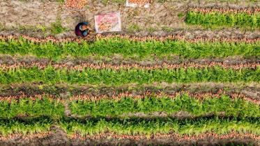 1.carrot_harvesting_photo-_taken_from_boguras_gabtali_upazila_today_morning_-29.01.29-photo_mostafa_shabuj-_6.jpg