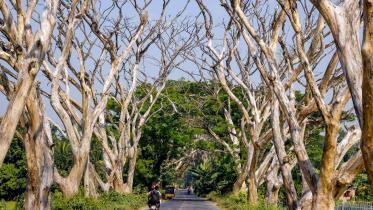 dead-trees-satkhira-road.jpg