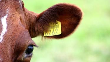 Barcode for cattle