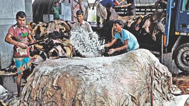 cowhide price fixed at tk 55 per sqft