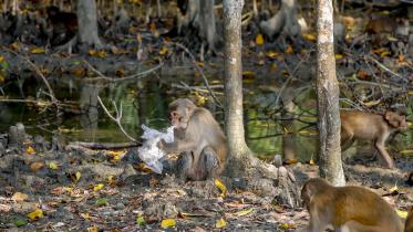 plastic_pollution_in_the_sundarbans.jpg