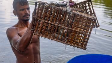 khulna-crab_4.jpg